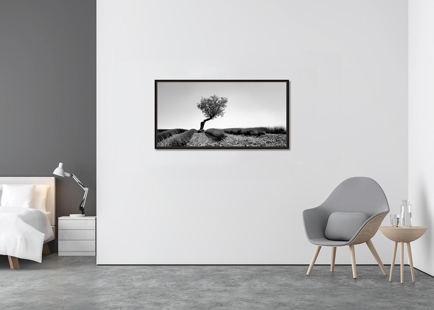 Tree in Lavender Field Panorama, Schwarz-Weiß-Fotografie, limitierte Auflage (Zeitgenössisch), Photograph, von Gerald Berghammer