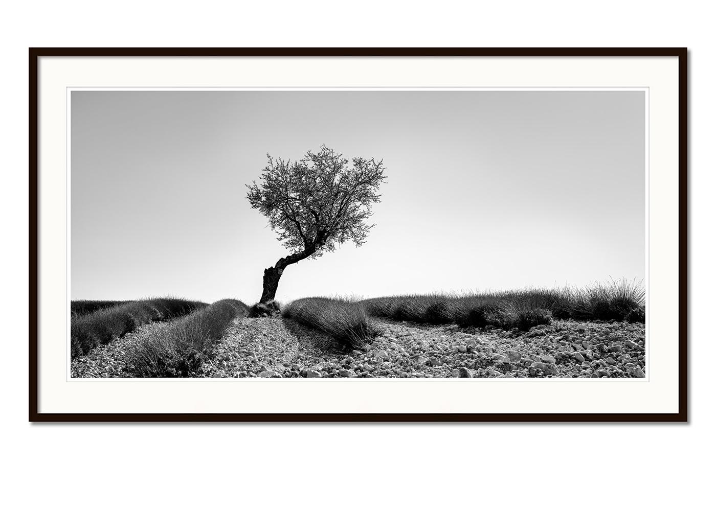 Tree in Lavender Field Panorama, Schwarz-Weiß-Fotografie, limitierte Auflage (Grau), Color Photograph, von Gerald Berghammer