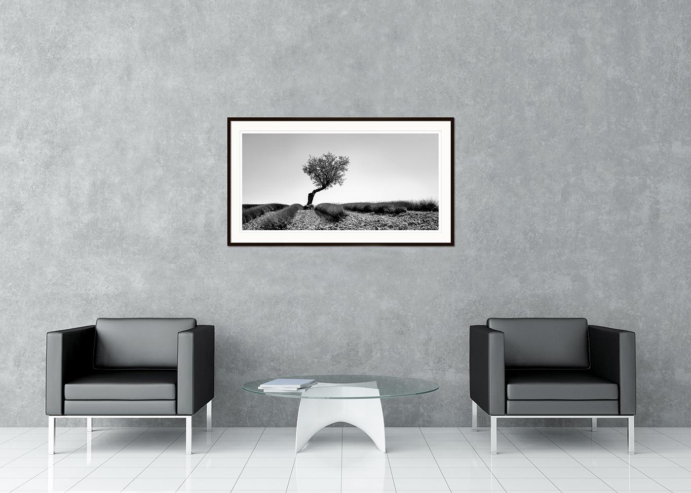 Schwarz-Weiß-Panorama-Landschaftsfotografie. Einzelner Baum in einem steinigen Lavendelfeld in der Provence, Frankreich. Pigmenttintendruck, Auflage 7, signiert, betitelt, datiert und nummeriert vom Künstler. Mit Echtheitszertifikat. Bedruckt mit