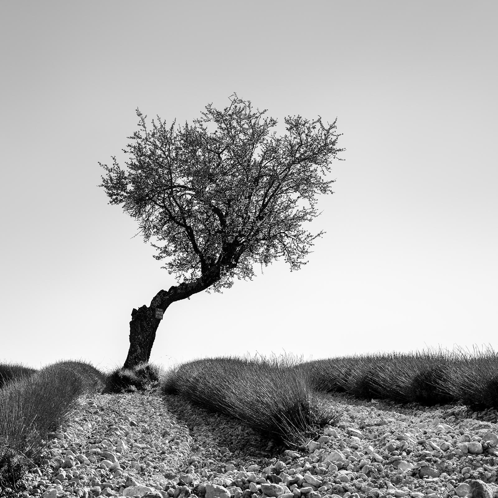 Tree in Lavender Field Panorama, Schwarz-Weiß-Fotografie, limitierte Auflage im Angebot 3