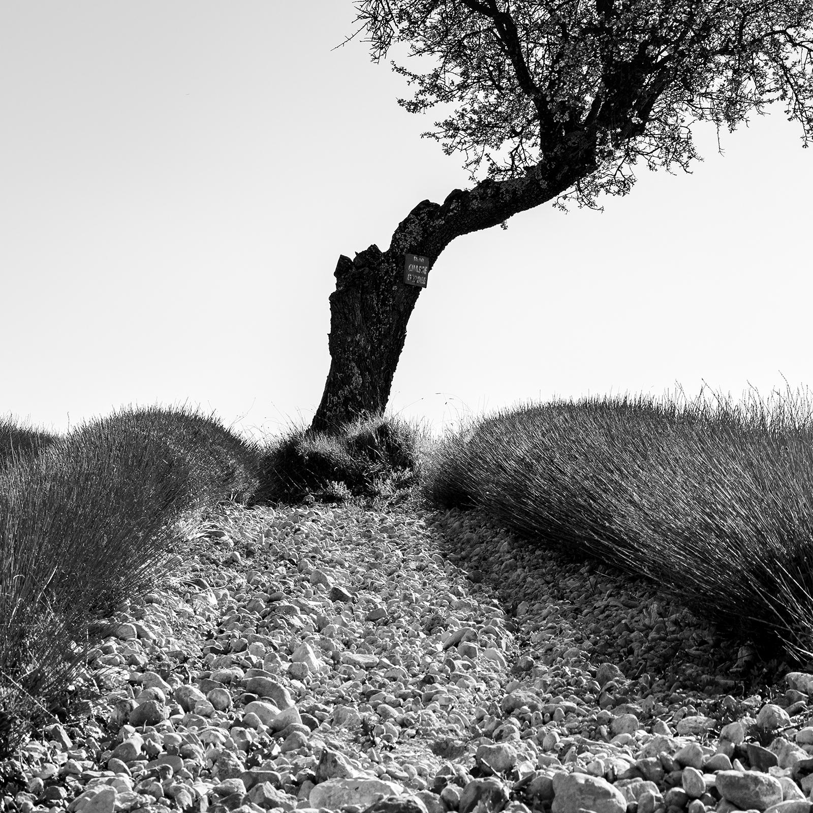 Tree in Lavender Field Panorama, Schwarz-Weiß-Fotografie, limitierte Auflage im Angebot 4