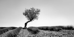 Tree in Lavender Field Panorama, black and white photograph, limited edition