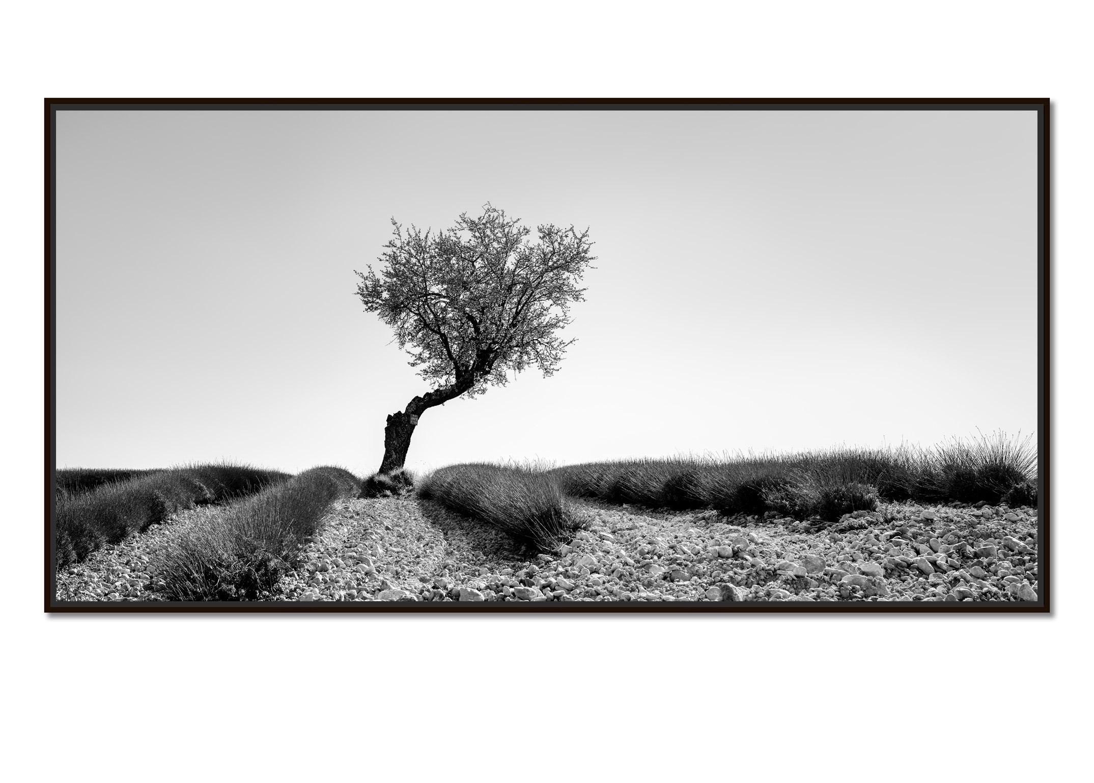Tree in Lavender Field, Panorama, France, black white art landscape photography - Photograph by Gerald Berghammer