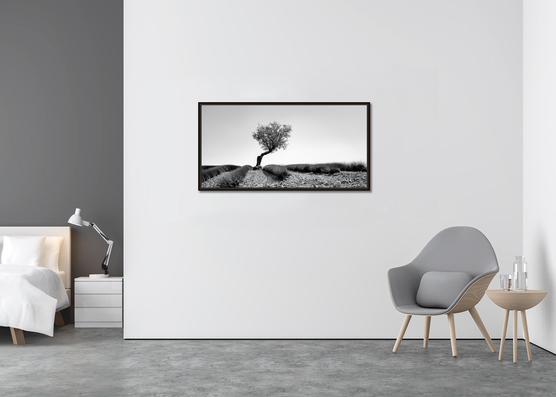 Tree in Lavender Field, Panorama, France, black white art landscape photography - Contemporary Photograph by Gerald Berghammer