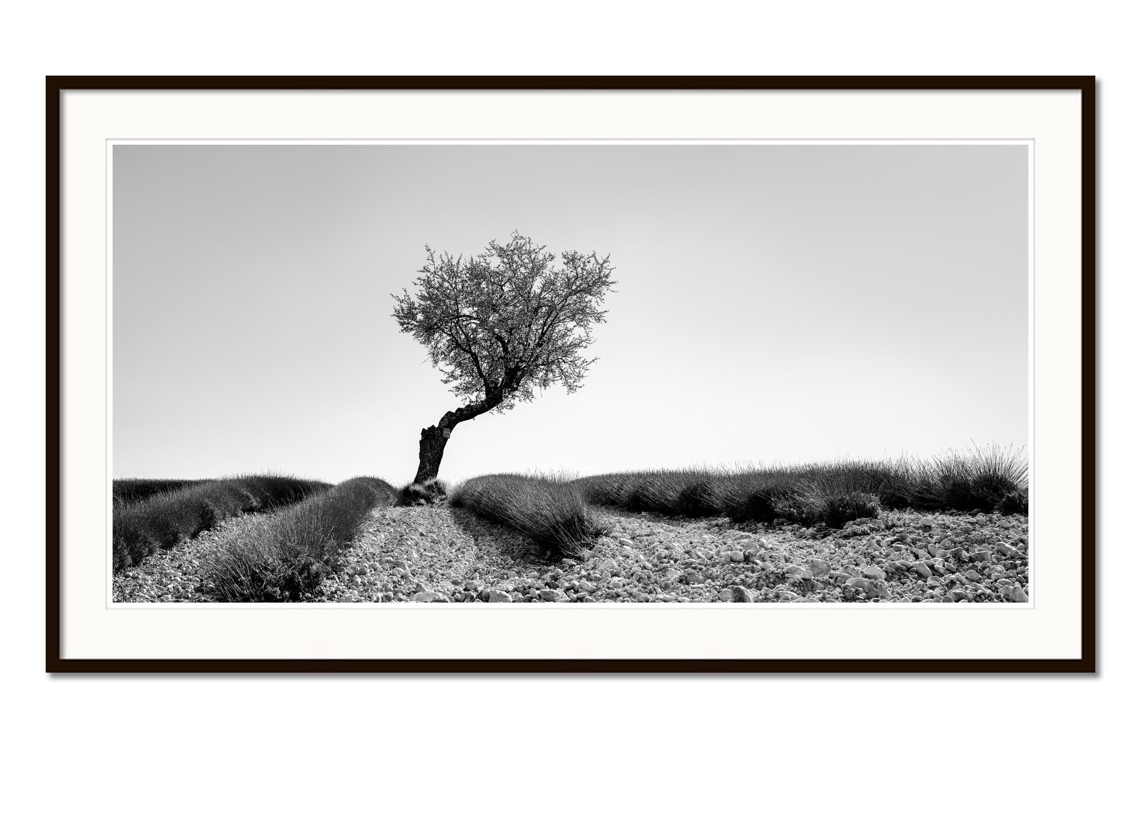 Black and white fine art panorama landscape photography. Single tree in stony lavender field in Provence, France. Archival pigment ink print, edition of 8. Signed, titled, dated and numbered by artist. Certificate of authenticity included. Printed