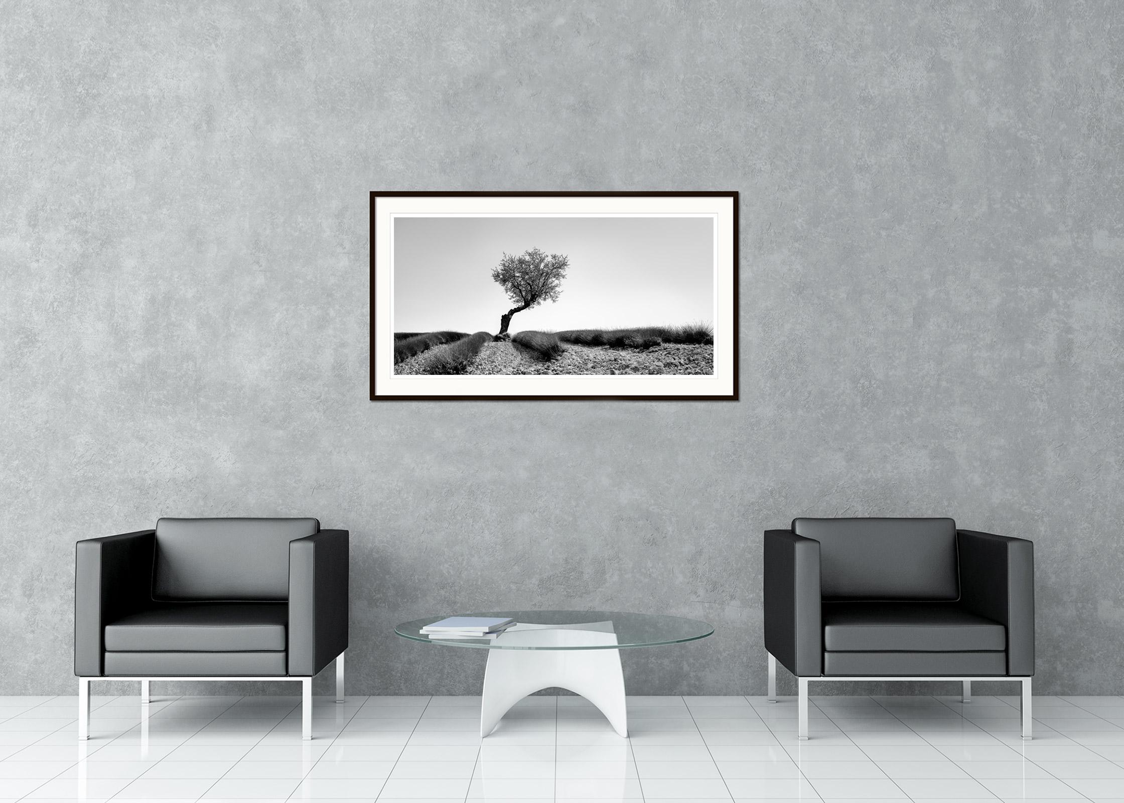 Tree in Lavender Field, Panorama, France, black white art landscape photography For Sale 1