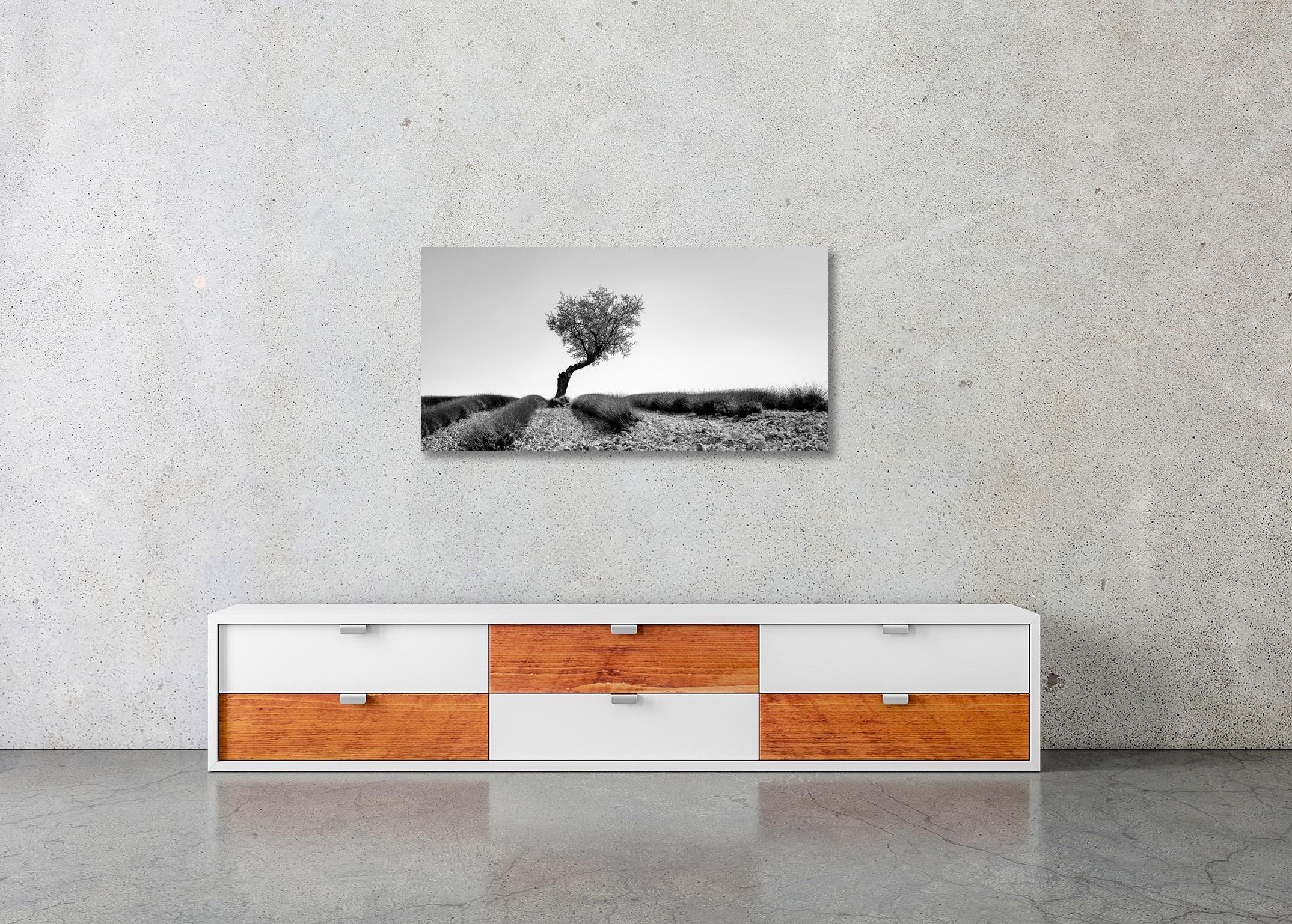Tree in Lavender Field, Panorama, France, black white art landscape photography For Sale 3