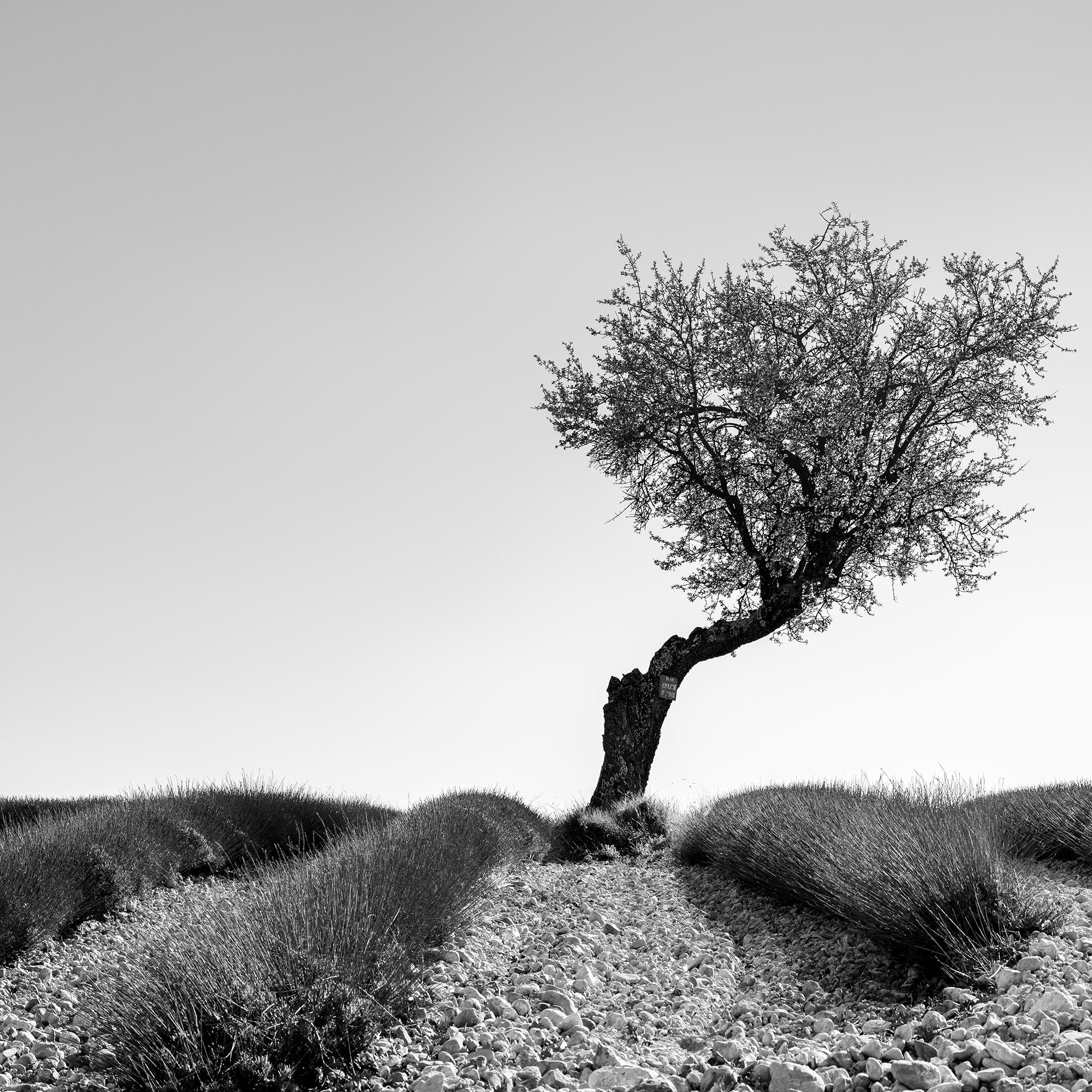 Tree in Lavender Field, Panorama, France, black white art landscape photography For Sale 4