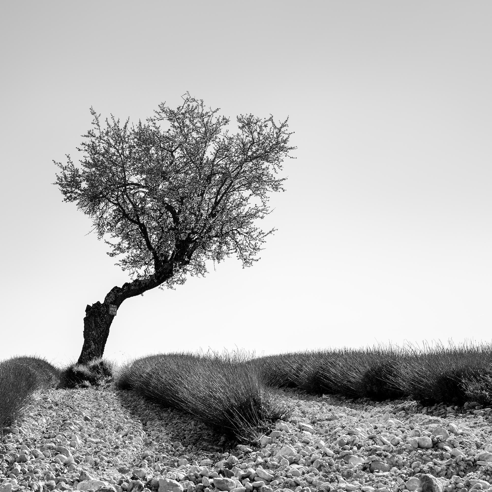 Tree in Lavender Field, Panorama, France, black white art landscape photography For Sale 5
