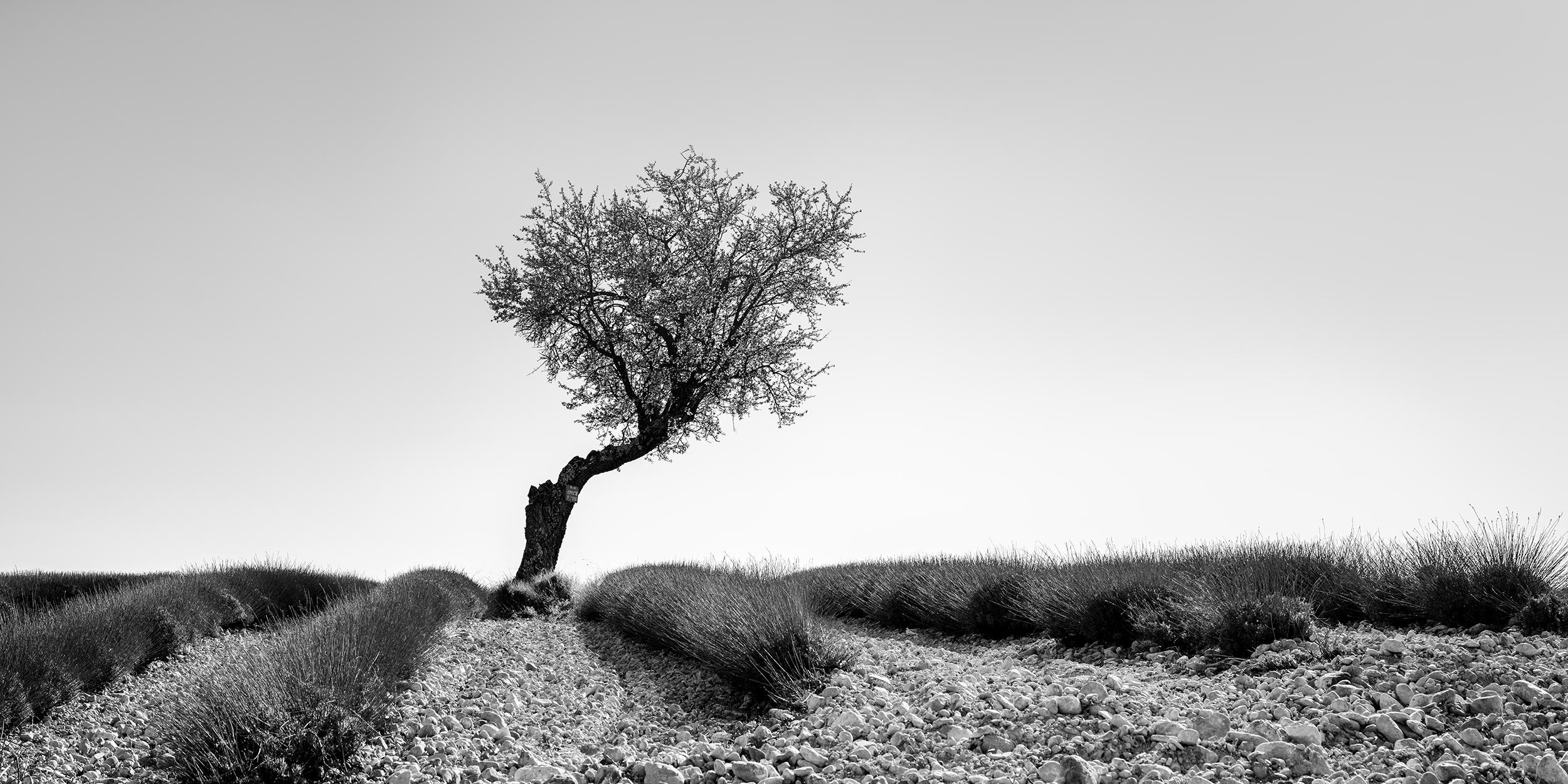 Gerald Berghammer Landscape Photograph - Tree in Lavender Field, Panorama, France, black white art landscape photography