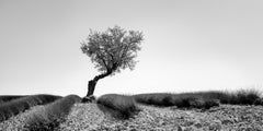 Tree in Lavender Field Panorama France black white art landscape photography
