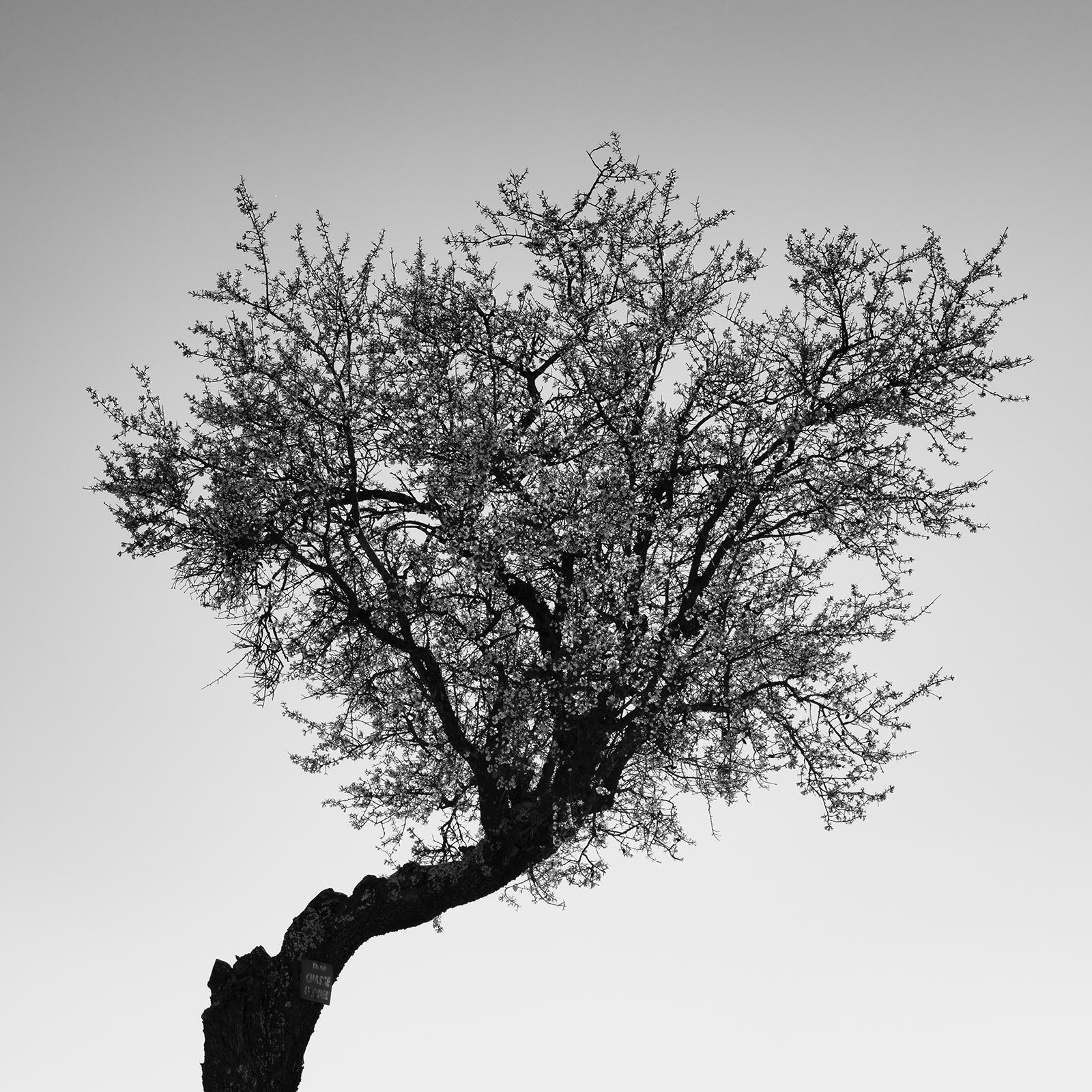 Tree in stony Lavender Field, Provence, black and white photography, landscape For Sale 5