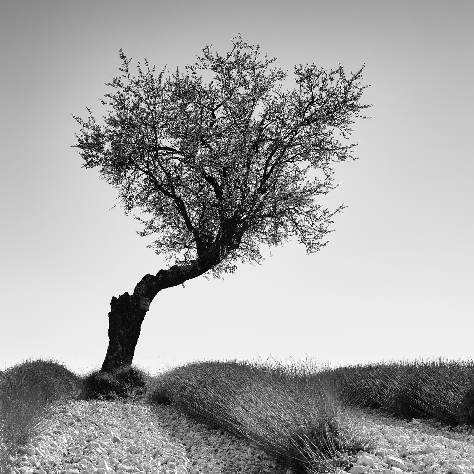 Tree in stony Lavender Field, Provence, black and white photography, landscape For Sale 3