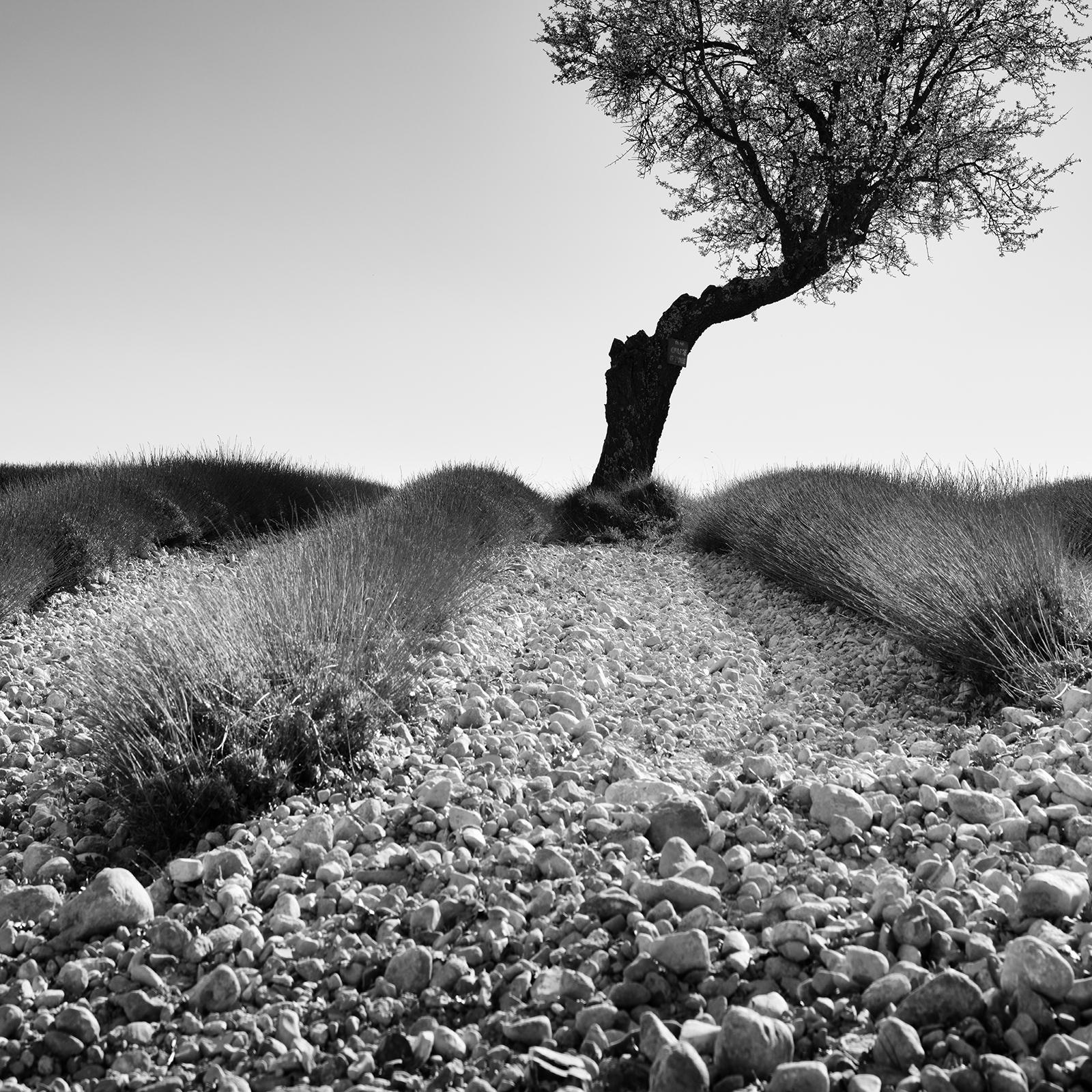 Tree in stony Lavender Field, Provence, black and white photography, landscape For Sale 4