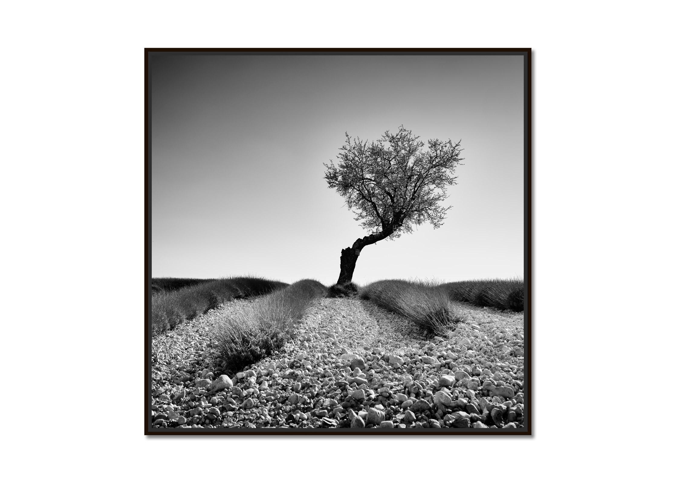 Tree in stony Lavender Field, Provence, black and white photography, landscape - Photograph by Gerald Berghammer