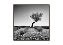 Albero in un campo di lavanda pietroso, Provenza, fotografia in bianco e nero, paesaggio