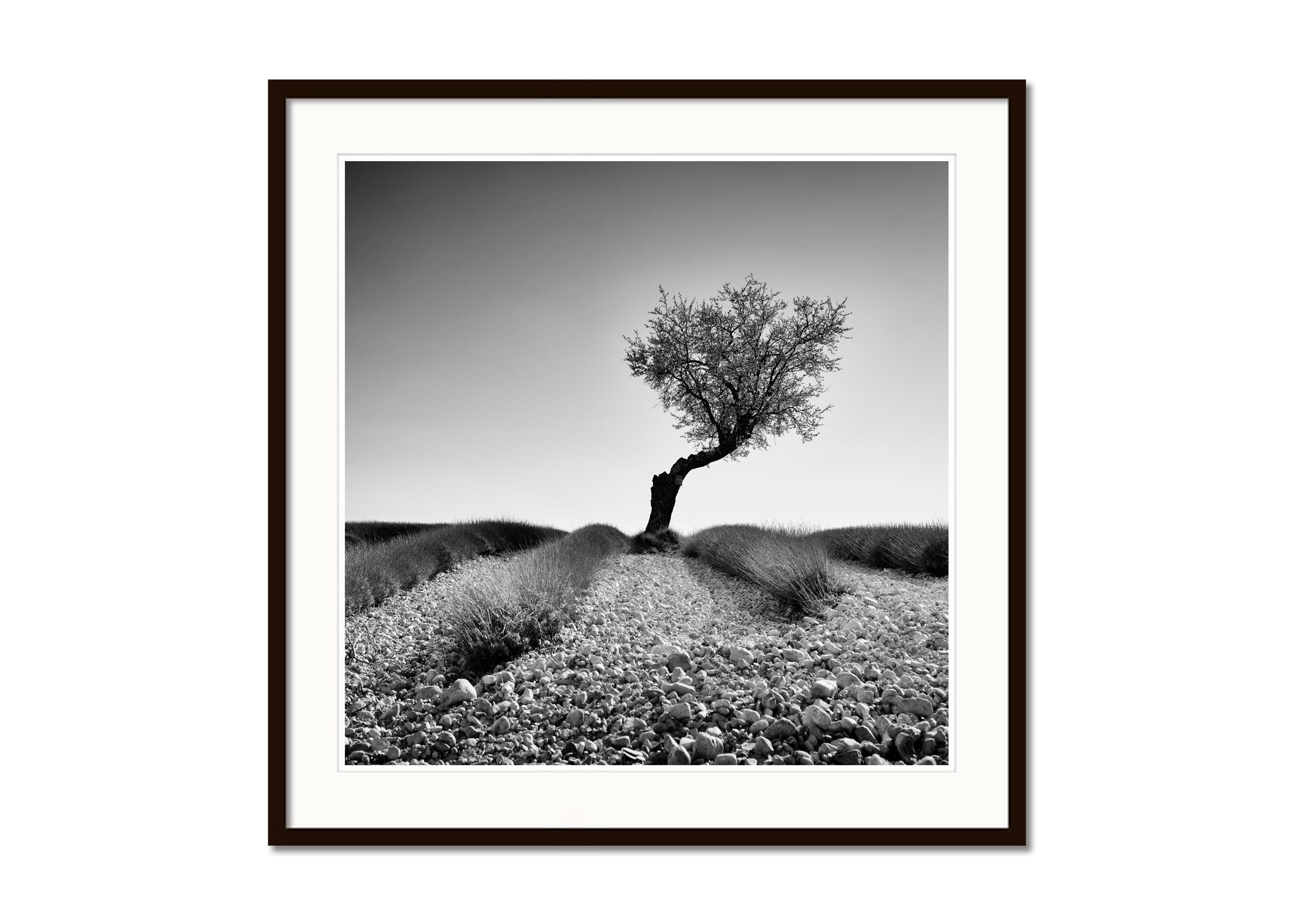 Tree in stony Lavender Field, Provence, black and white photography, landscape - Gray Black and White Photograph by Gerald Berghammer