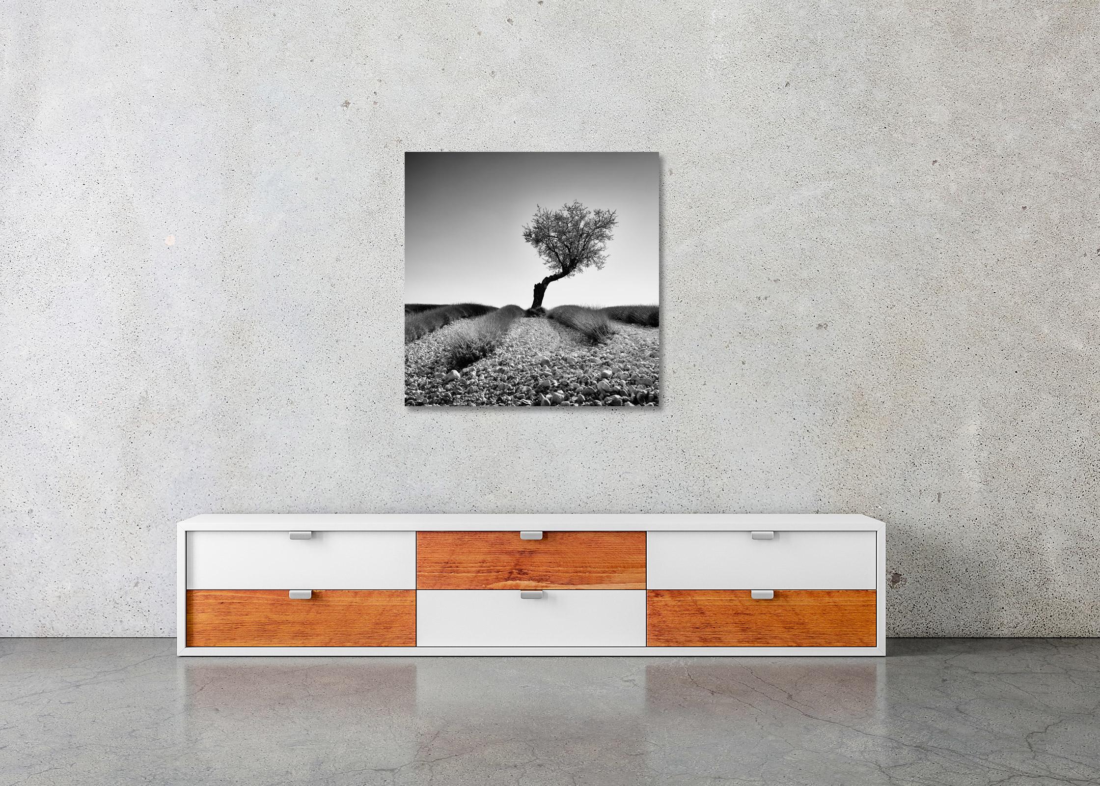 Tree in stony Lavender Field, Provence, black and white photography, landscape For Sale 1
