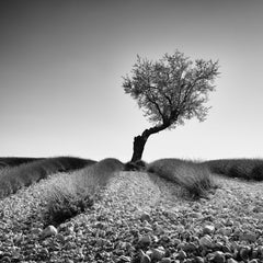 Tree in stony Lavender Field, Provence, black and white photography, landscape