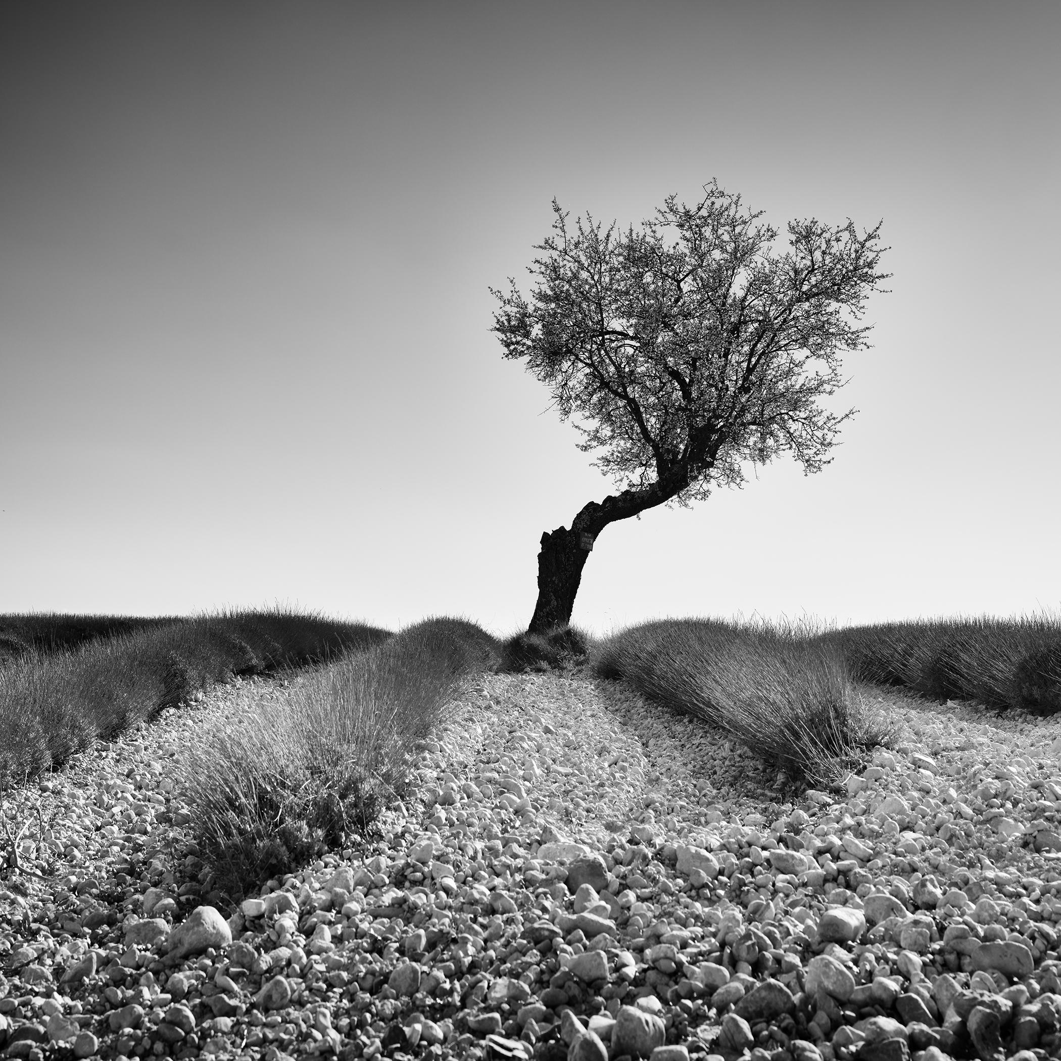 Baum in einem steinigen Lavendelfeld, Provence – Schwarz-Weiß-Foto in limitierter Auflage