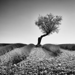 Tree in a Stony Lavender Field, Provence – Limited-Edition Black-and-White Photo