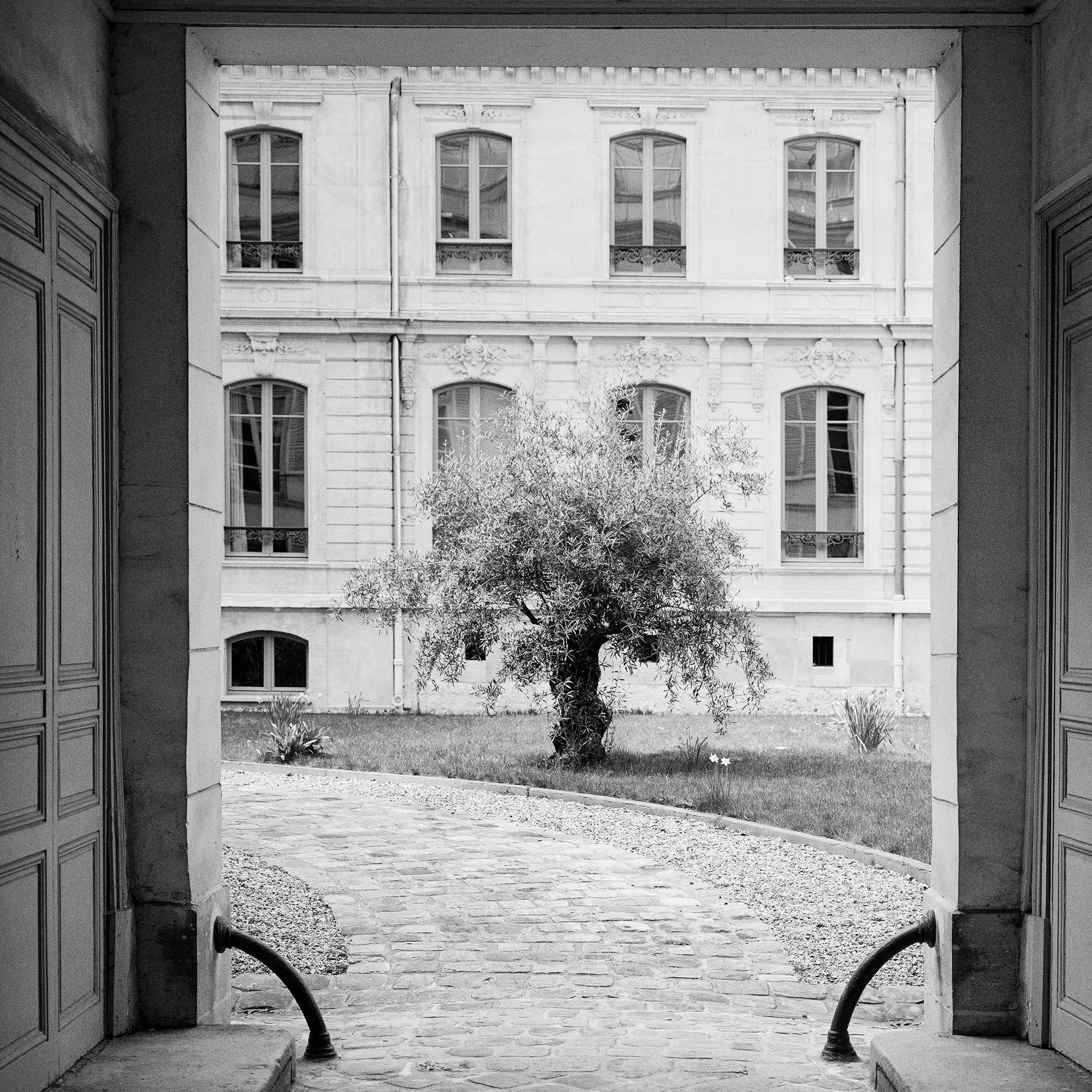 Árbol en el patio, París, fotografía en blanco y negro, edición limitada en venta 7