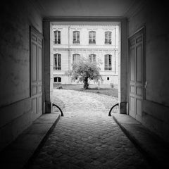 Tree in the Courtyard, Paris, black and white photography, pigment print, framed