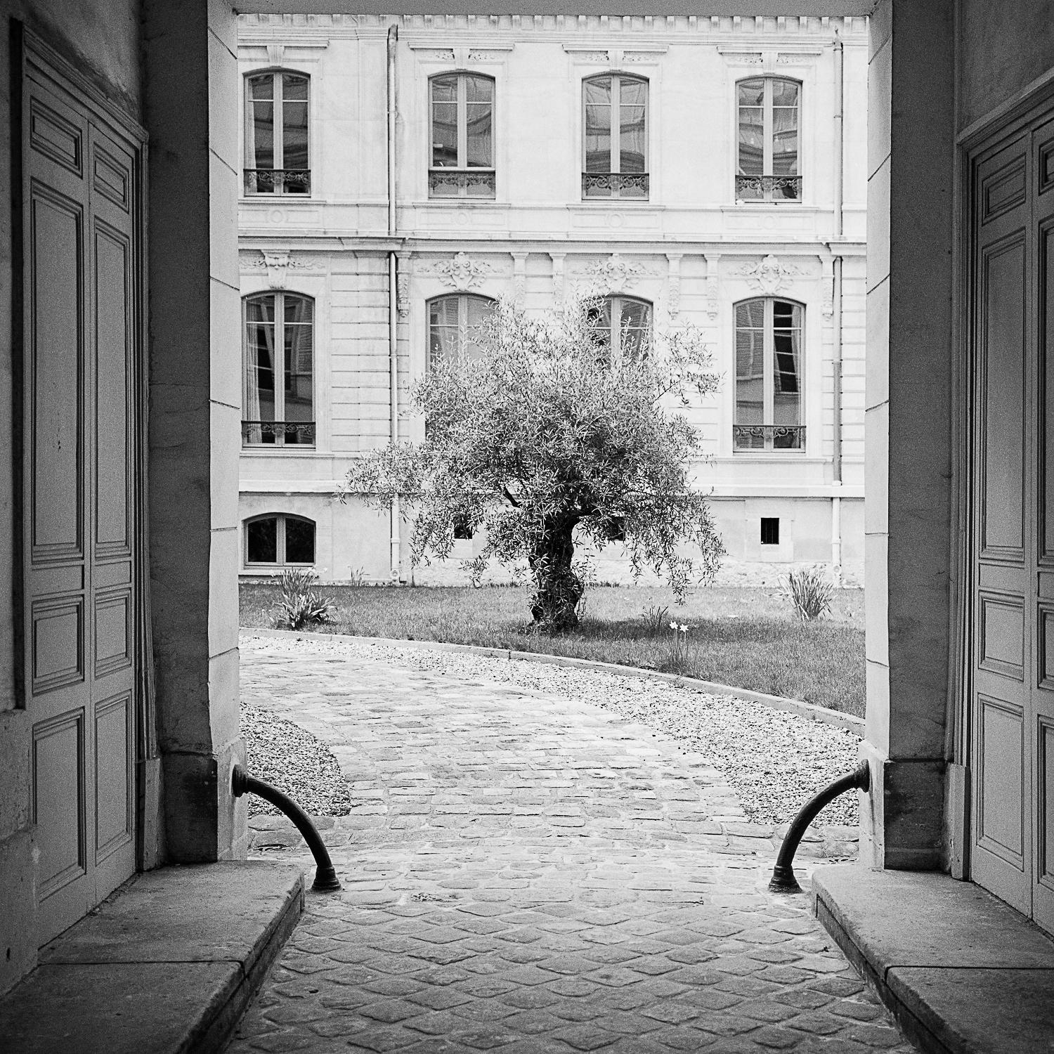 Tree in the Courtyard, Paris, black and white photography, pigment print, framed - Contemporary Photograph by Gerald Berghammer