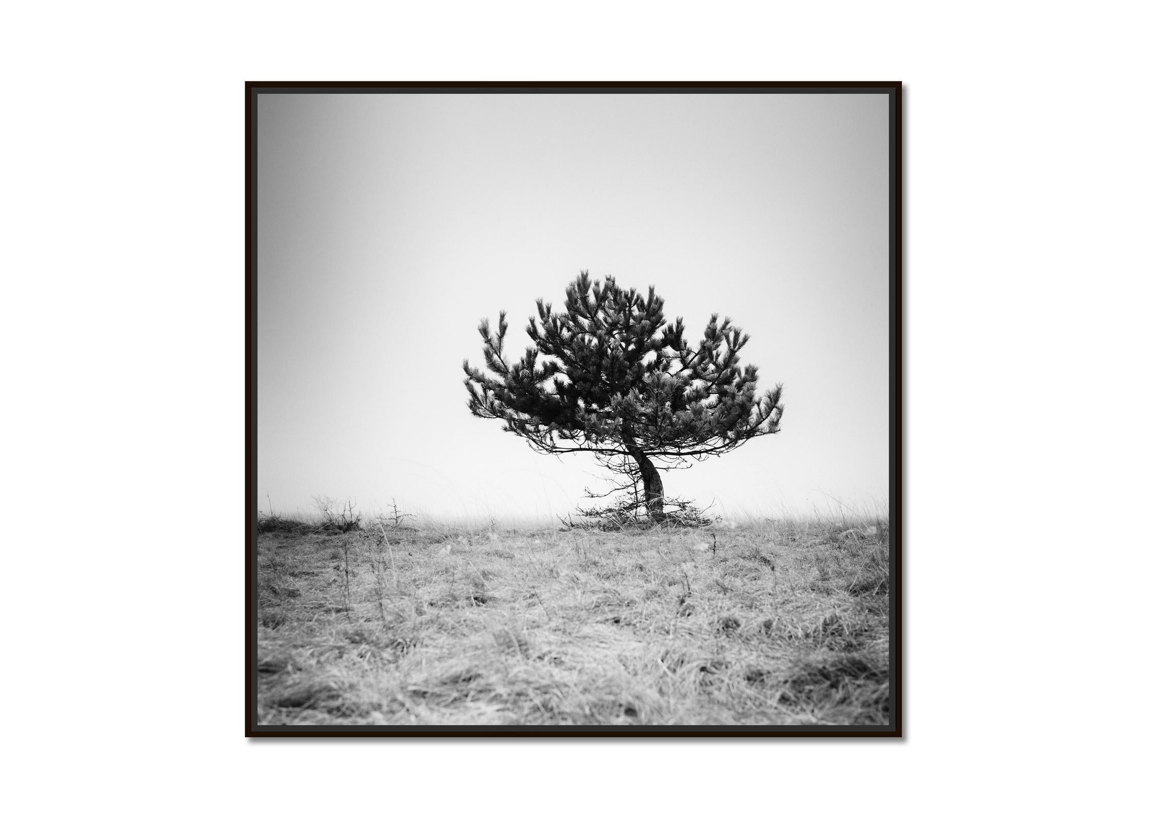 Tree in the fog, silent moment, black and white fine art photography, landscape - Photograph by Gerald Berghammer