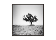 Tree in the fog, silent moment, black and white fine art photography, landscape