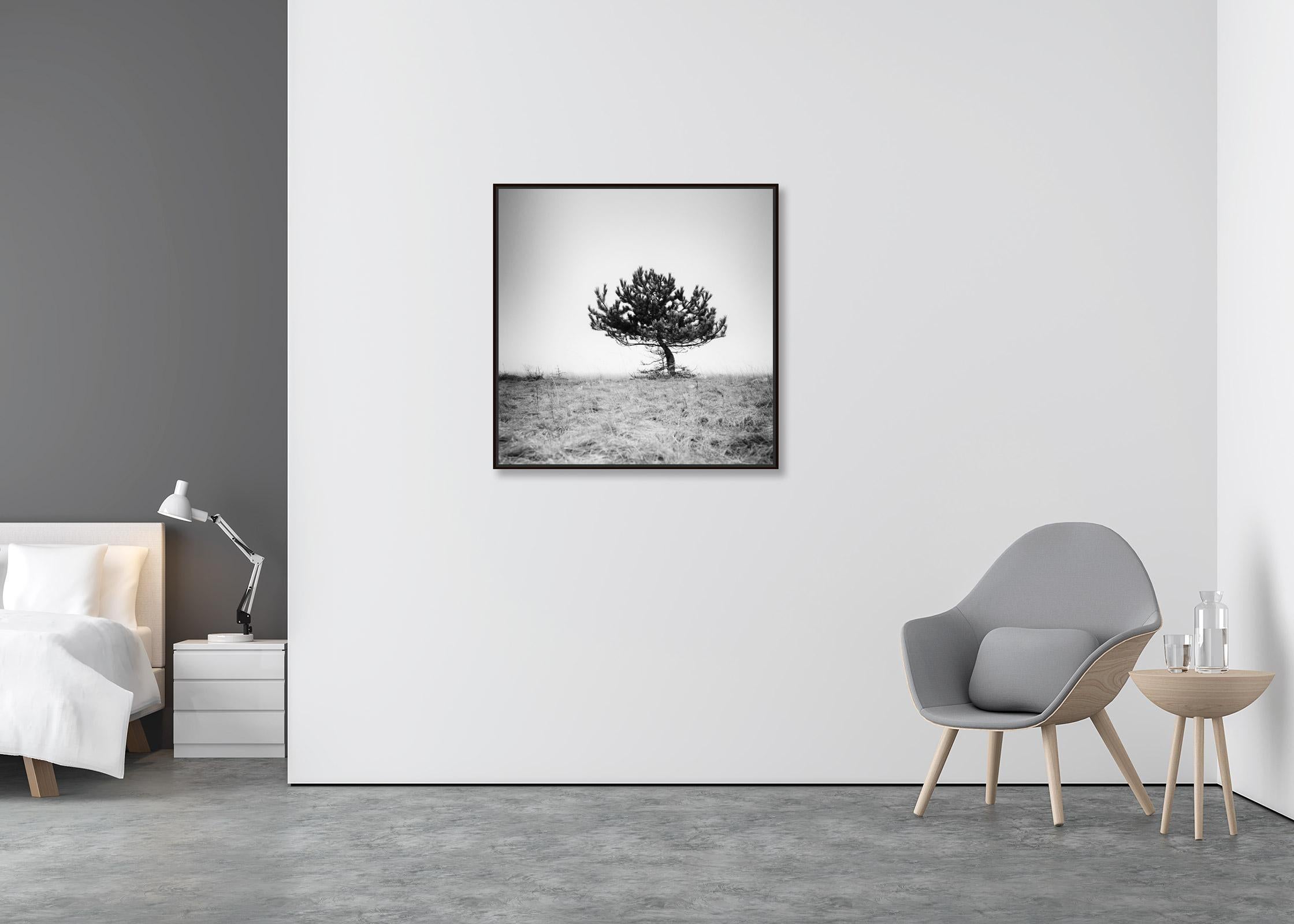 Tree in the fog, silent moment, black and white fine art photography, landscape - Contemporary Photograph by Gerald Berghammer
