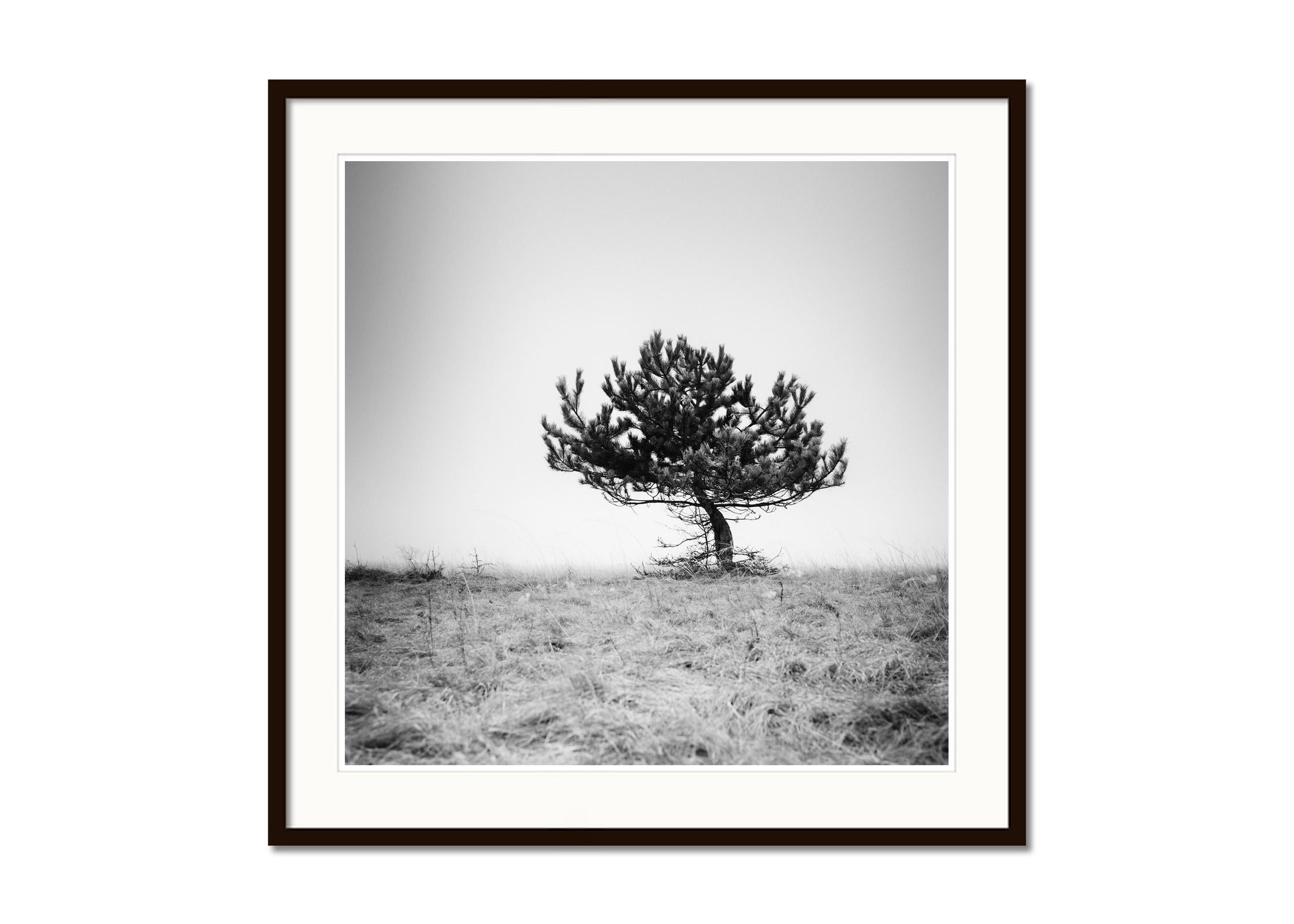 Tree in the fog, silent moment, black and white fine art photography, landscape - Gray Black and White Photograph by Gerald Berghammer
