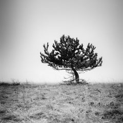 Tree in the fog, silent moment, black and white fine art photography, landscape
