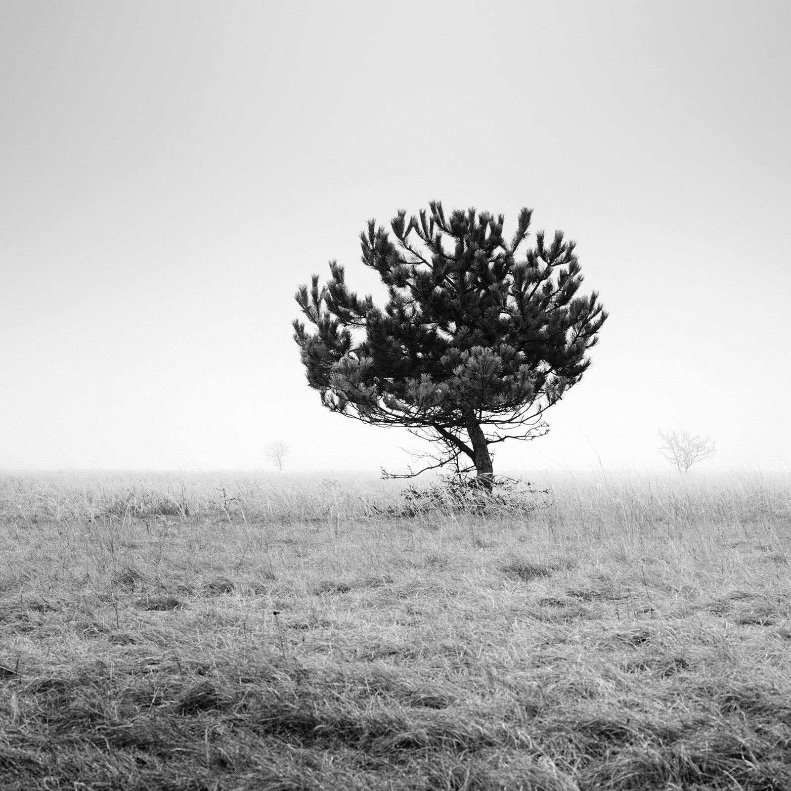 Tree in the fog, panorama, black and white, fine art photography, landscape For Sale 2