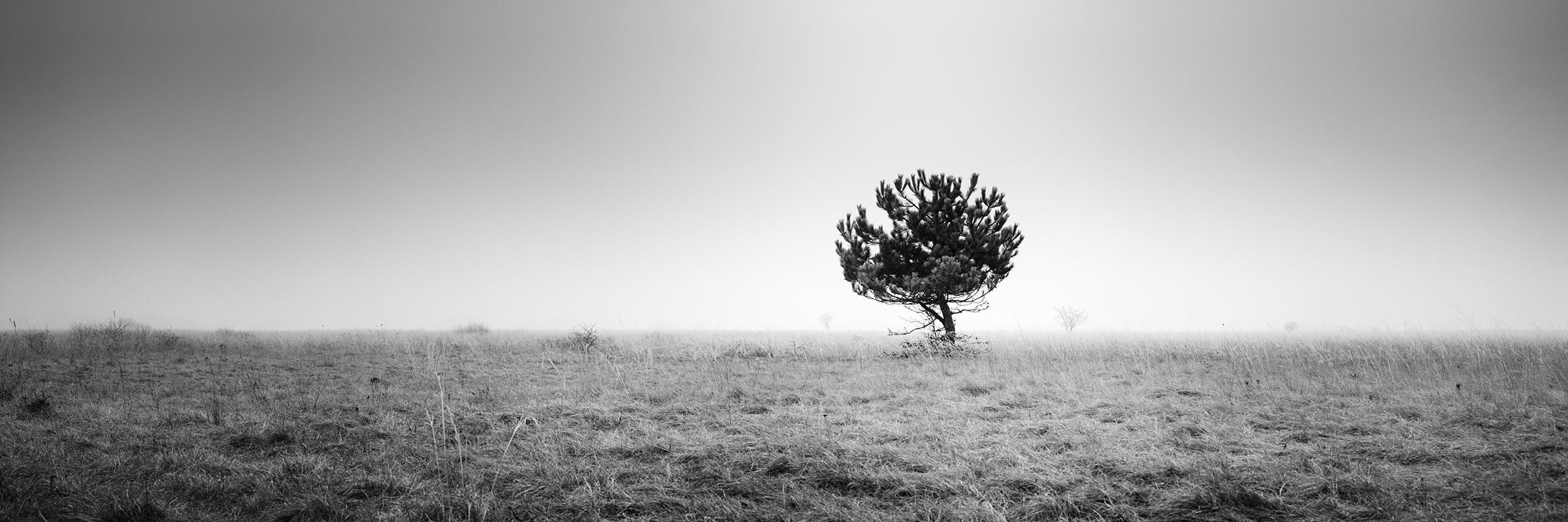 Gerald Berghammer Black and White Photograph - Tree in the fog, panorama, black and white, fine art photography, landscape