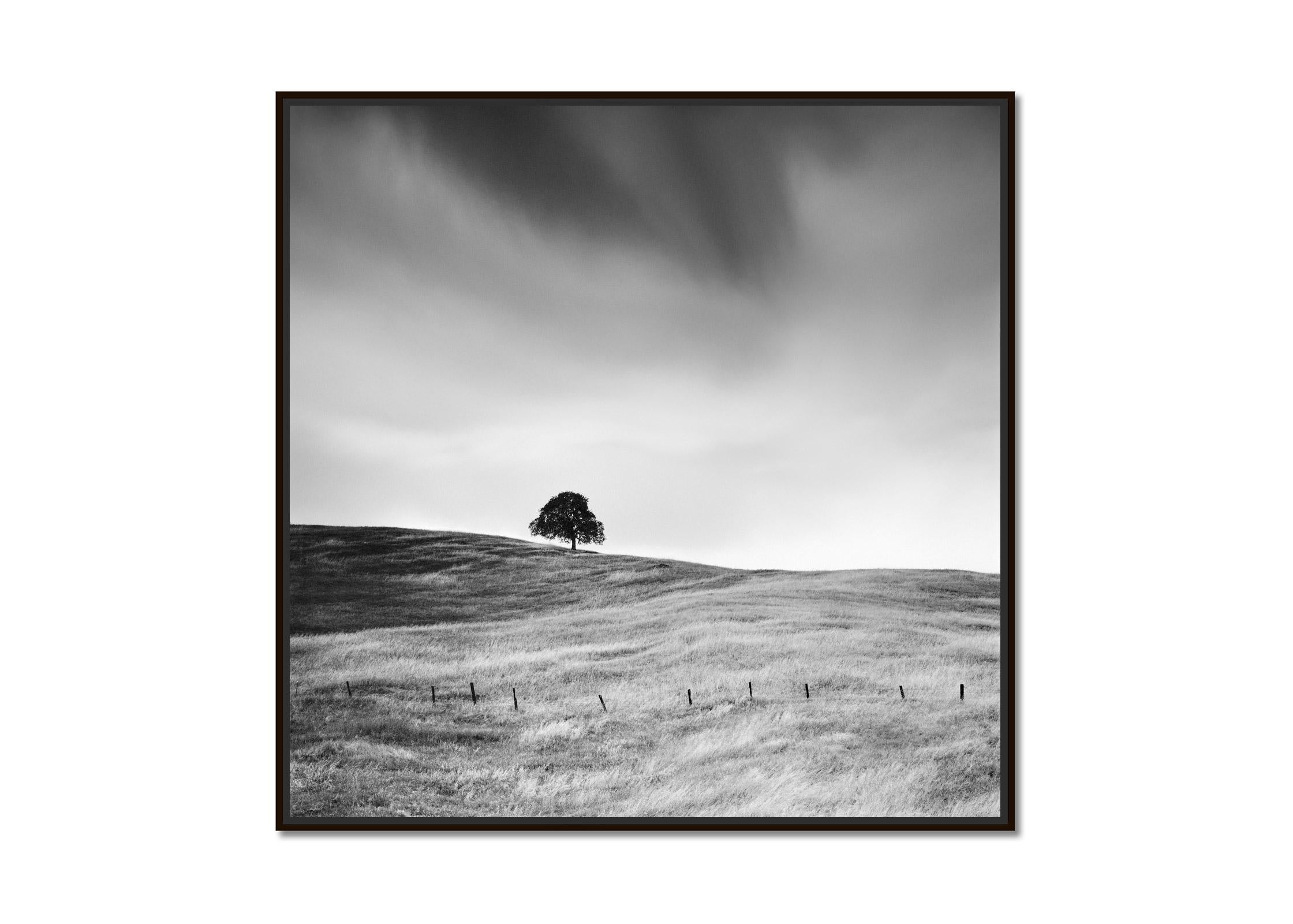 The tree in the golden grass California USA black white art landscape photography - Photograph de Gerald Berghammer