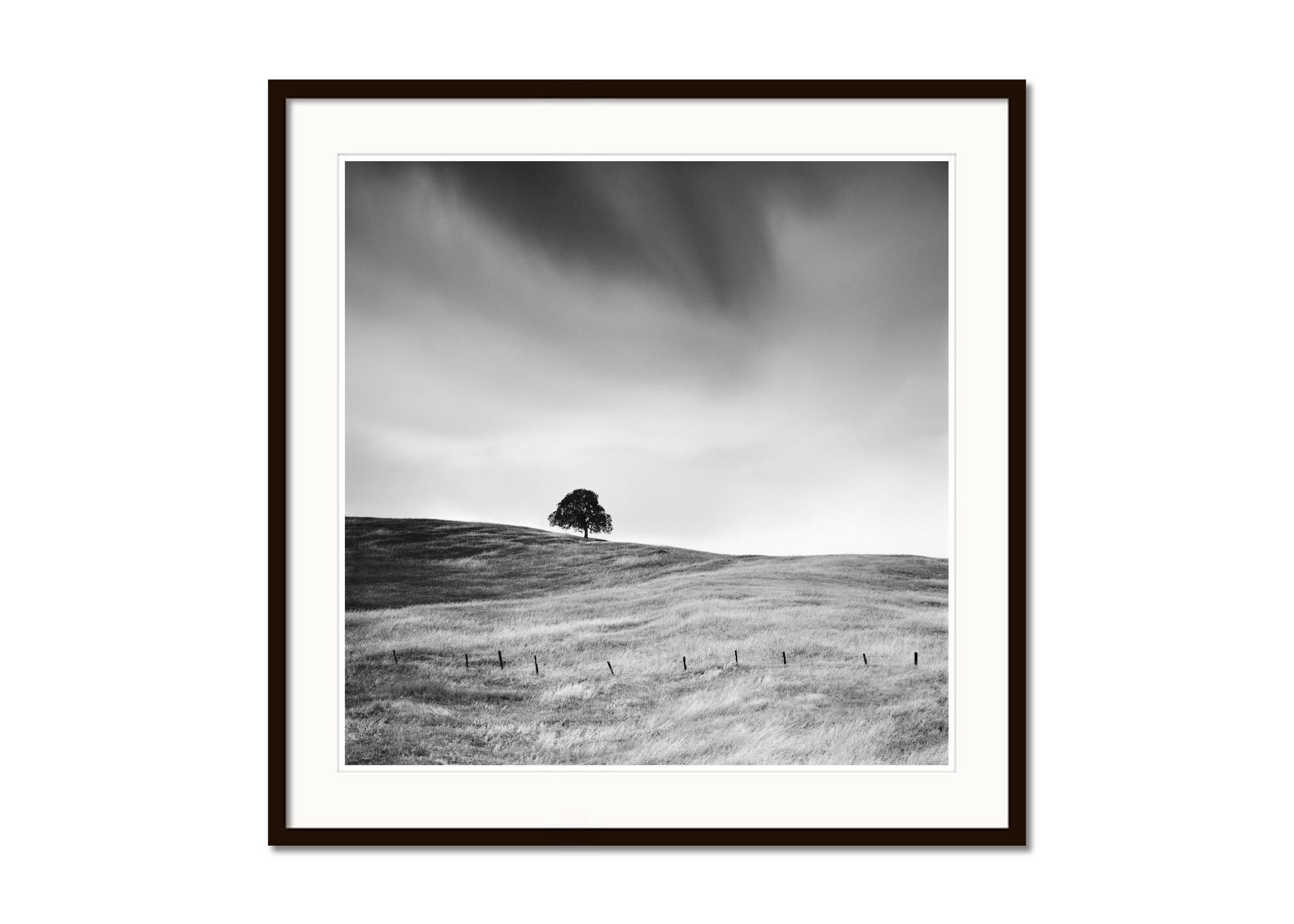 The tree in the golden grass California USA black white art landscape photography - Gris Black and White Photograph par Gerald Berghammer
