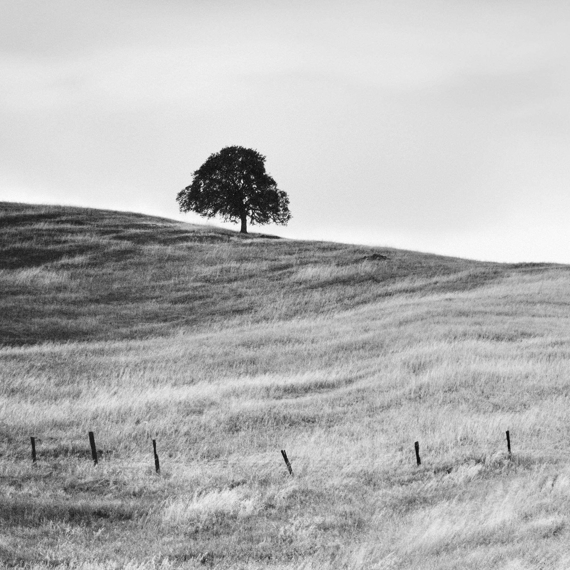 The tree in the golden grass California USA black white art landscape photography en vente 3