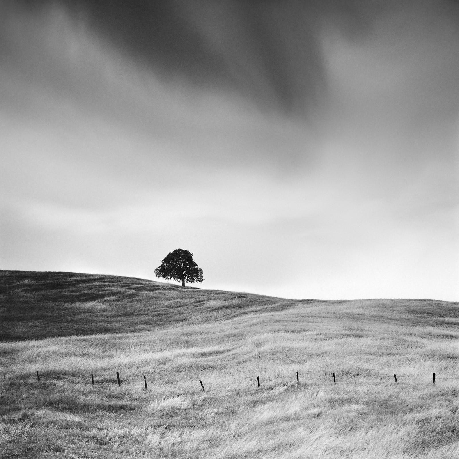 Black and White Photograph Gerald Berghammer - The tree in the golden grass California USA black white art landscape photography