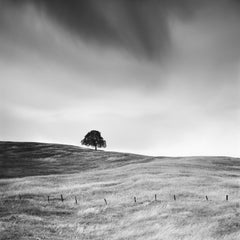 Tree in the golden grass California USA  black white art landscape photography
