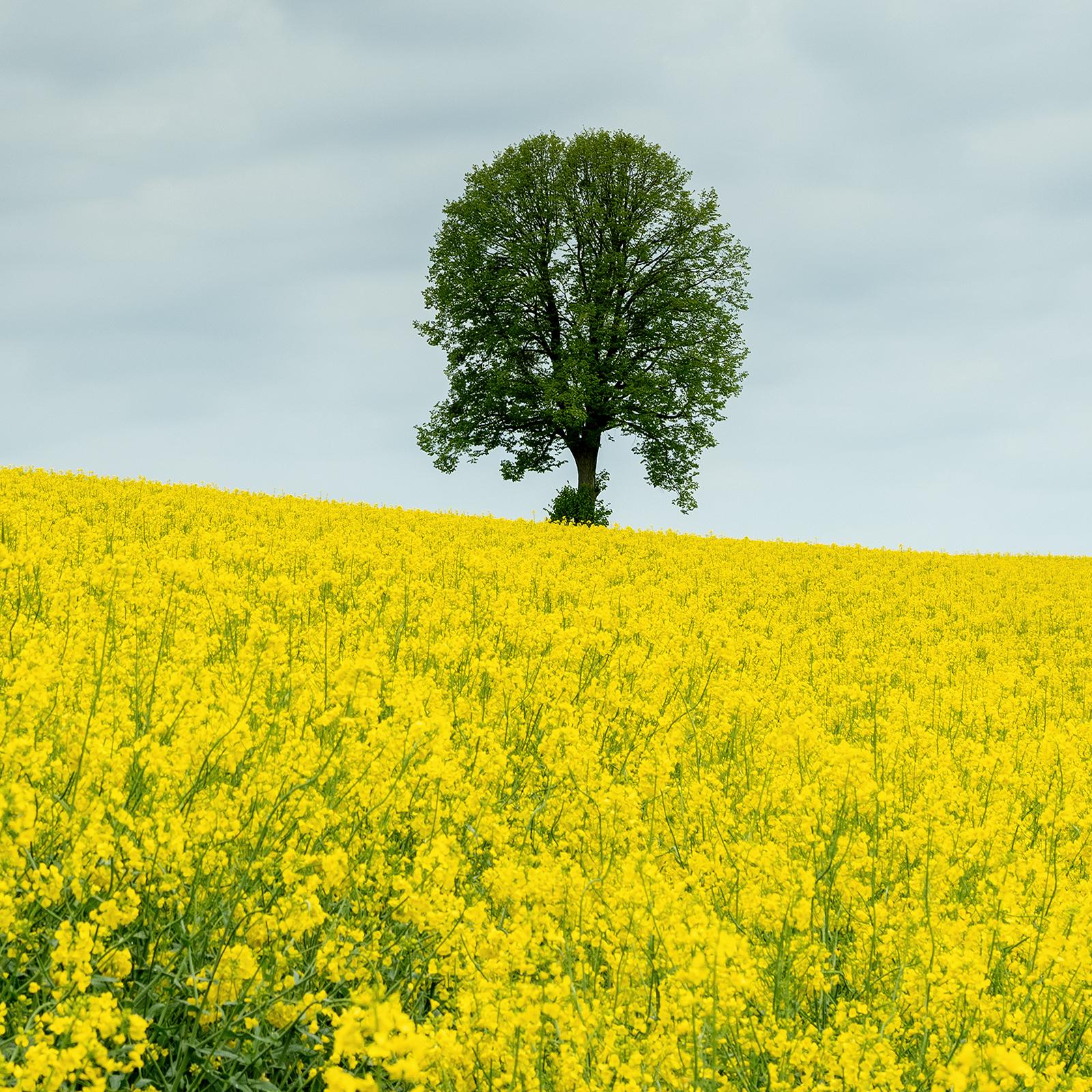 Baum in gelbem Rapeseed Field, Farbfotografie, limitierte Auflage, Landschaft im Angebot 6