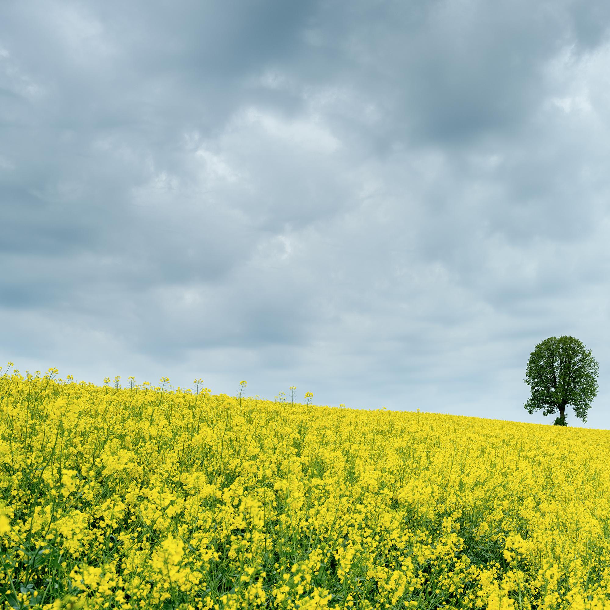 Tree in jaune rapeseed Field, photographie couleur, édition limitée, paysage en vente 5