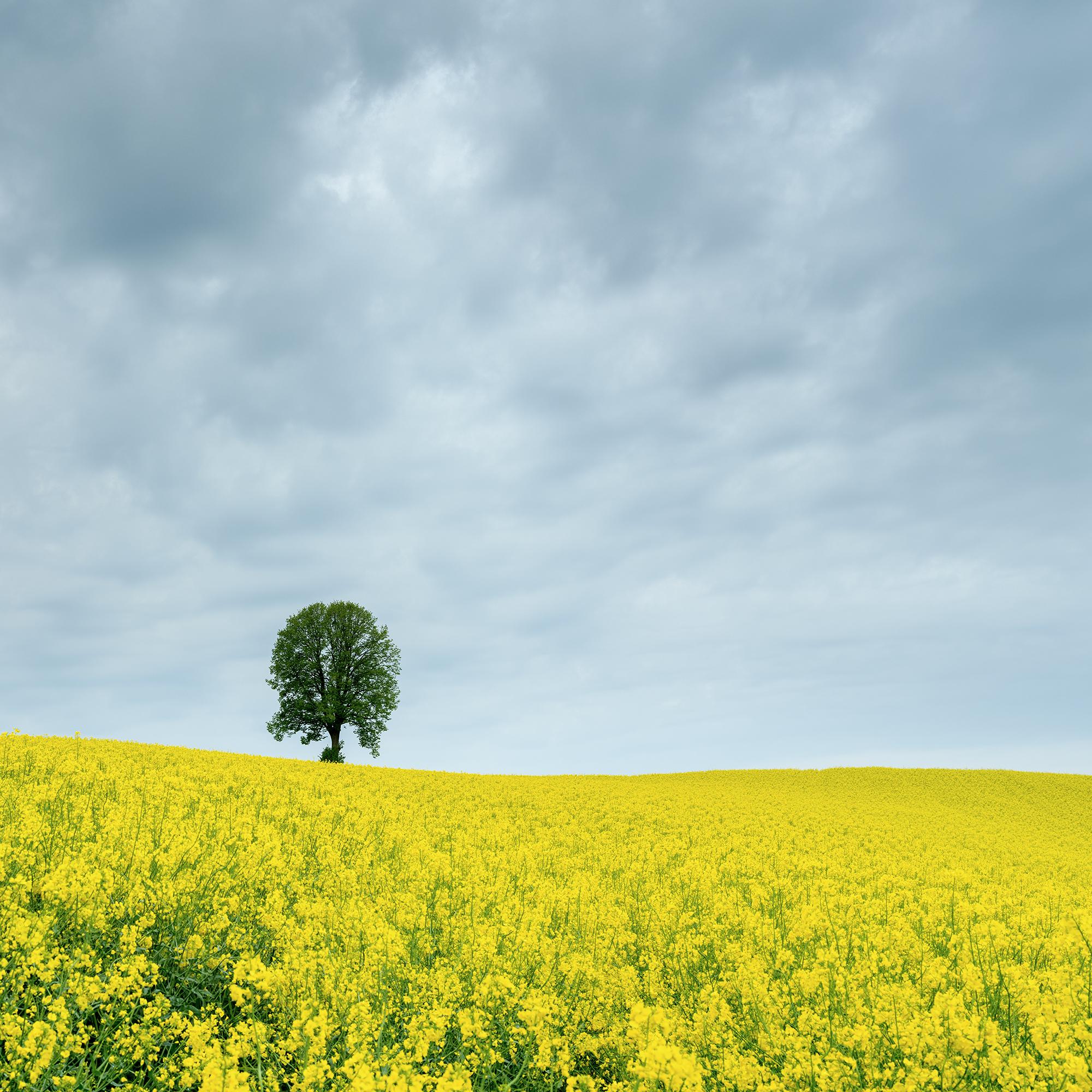 Tree in jaune rapeseed Field, photographie couleur, édition limitée, paysage en vente 6