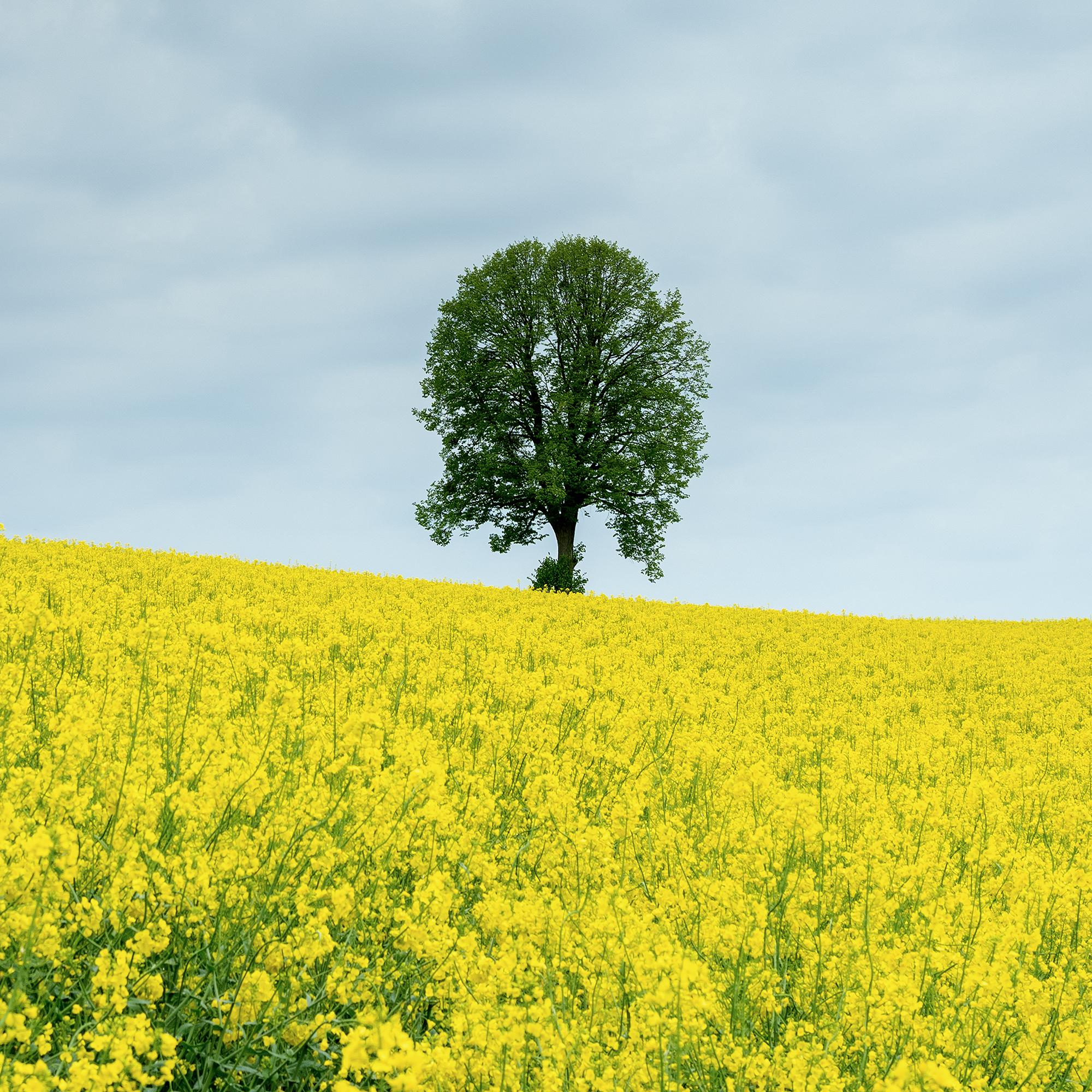 Tree in jaune rapeseed Field, photographie couleur, édition limitée, paysage en vente 7