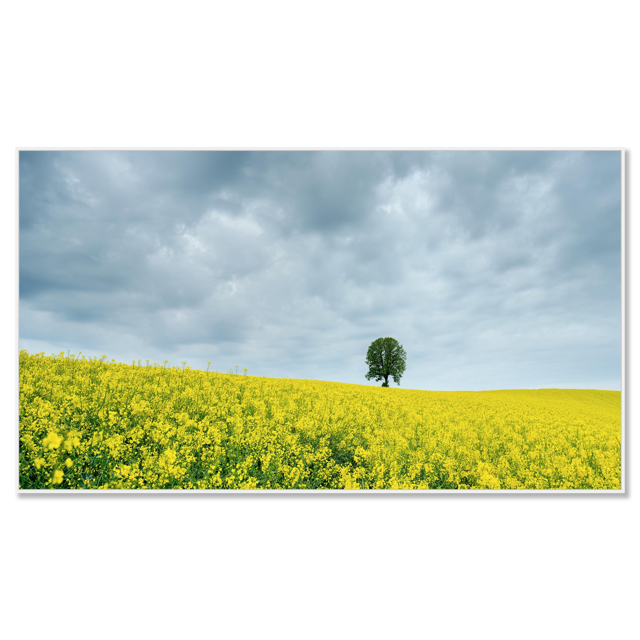 Tree in jaune rapeseed Field, photographie couleur, édition limitée, paysage - Photograph de Gerald Berghammer