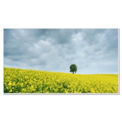Tree in yellow rapeseed Field, color photography, limited edition, landscape