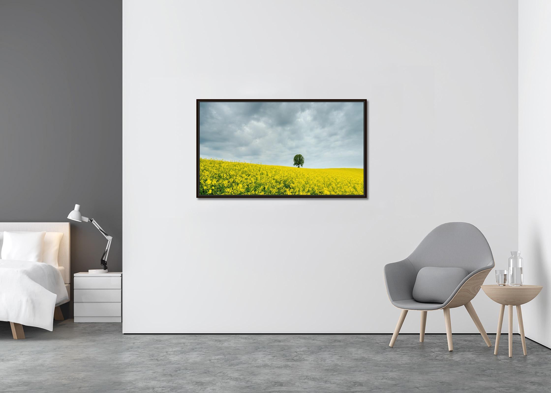 Baum in gelbem Rapeseed Field, Farbfotografie, limitierte Auflage, Landschaft (Beige), Color Photograph, von Gerald Berghammer