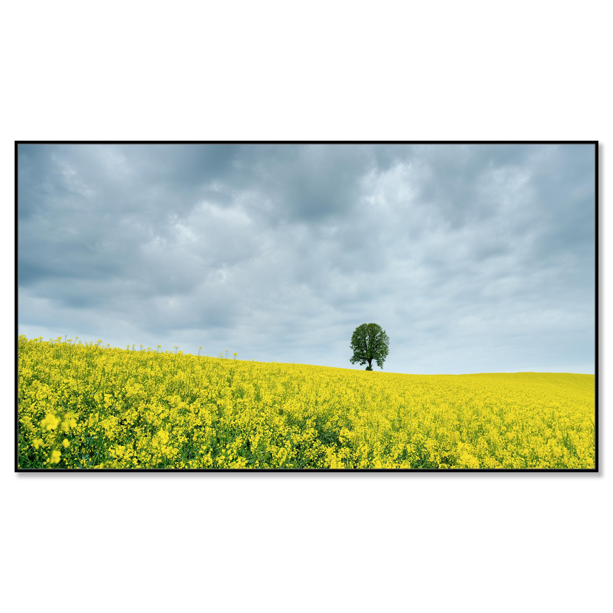 Tree in jaune rapeseed Field, photographie couleur, édition limitée, paysage - Contemporain Photograph par Gerald Berghammer