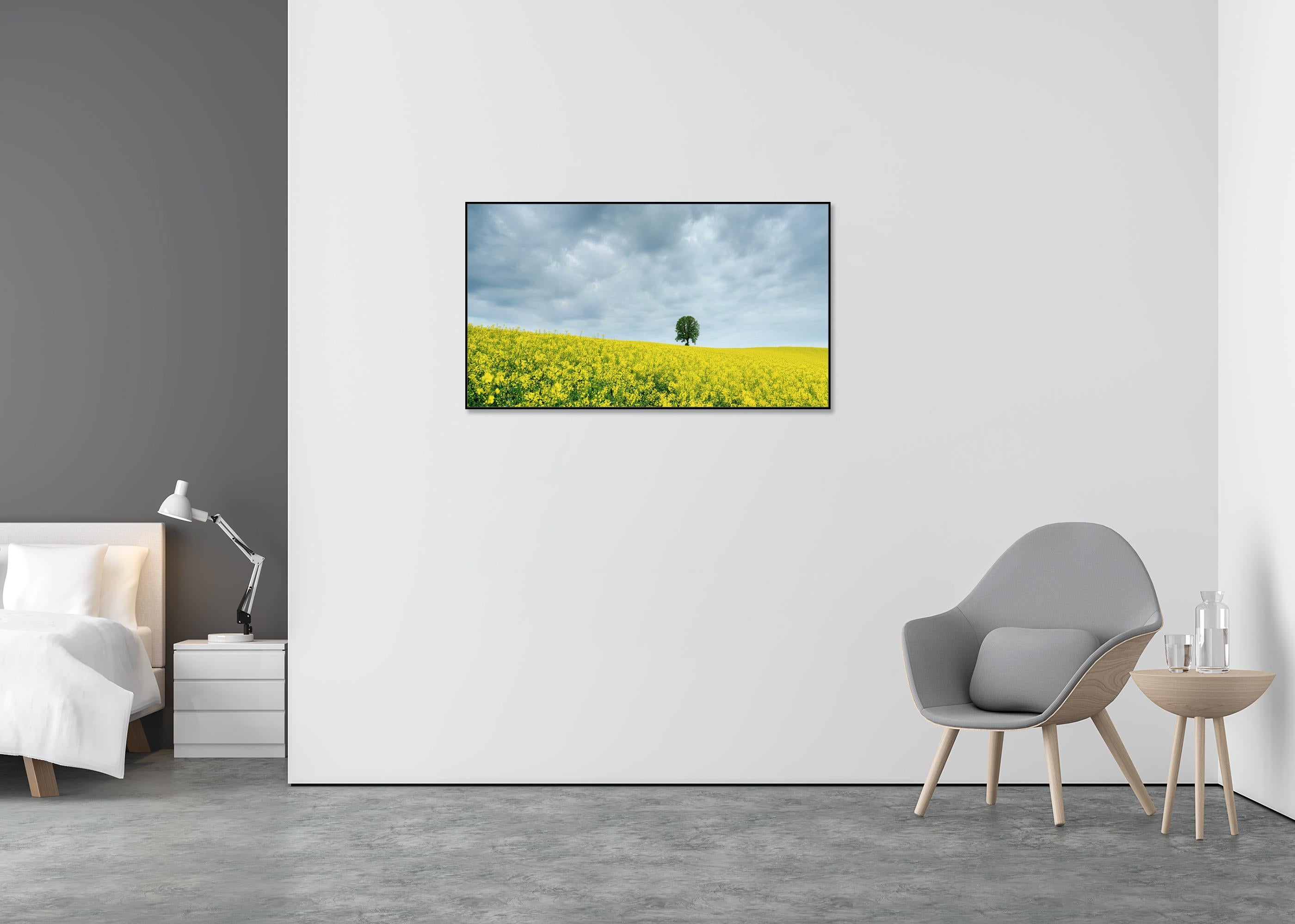 Tree in jaune rapeseed Field, photographie couleur, édition limitée, paysage - Beige Color Photograph par Gerald Berghammer