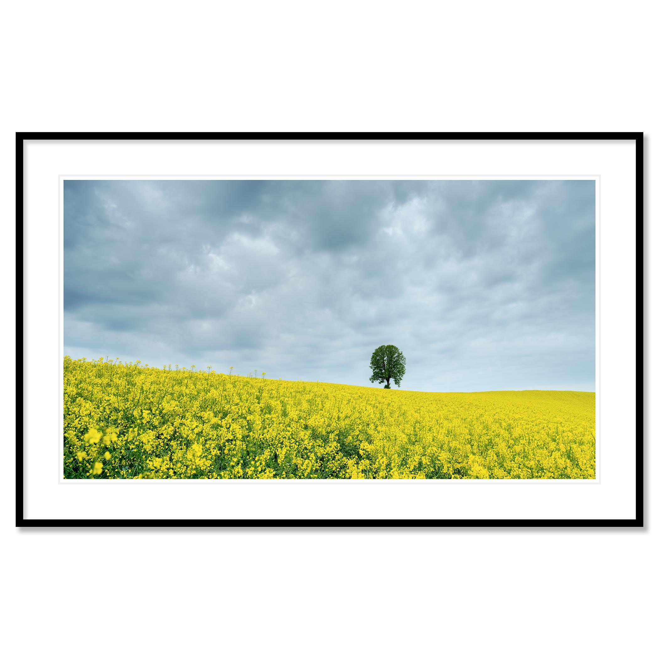 Tree in jaune rapeseed Field, photographie couleur, édition limitée, paysage en vente 1